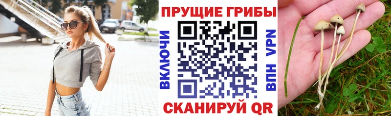 где найти наркотики  Киренск  Галлюциногенные грибы Psilocybine cubensis 